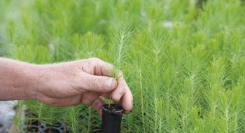 Indústria de árvores plantadas ajuda a reduzir efeito estufa